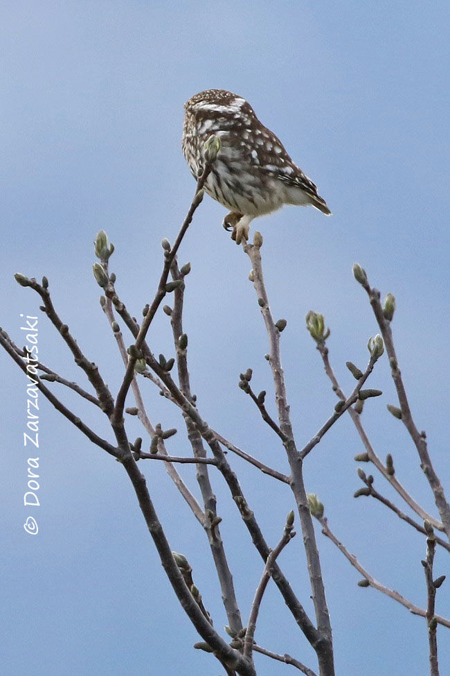 Little Owl