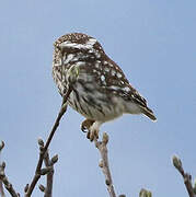 Little Owl