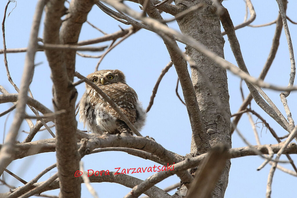 Pearl-spotted Owletadult, identification