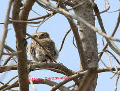 Pearl-spotted Owlet