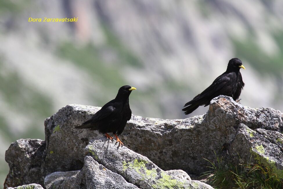 Alpine Chough