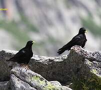 Alpine Chough