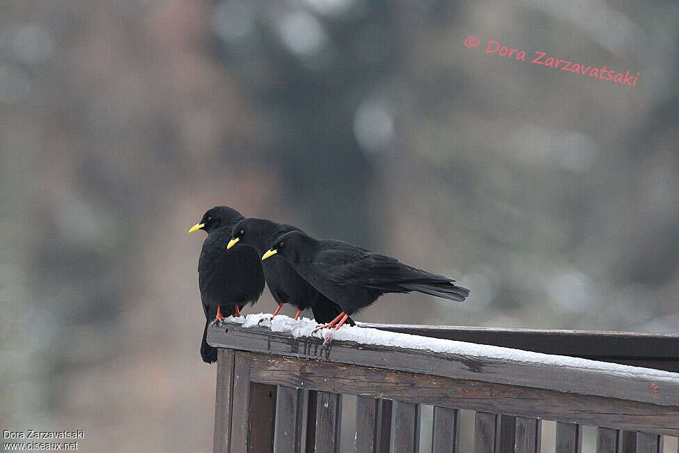 Alpine Chough