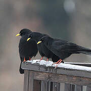 Alpine Chough