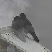 Alpine Chough