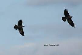 Western Jackdaw