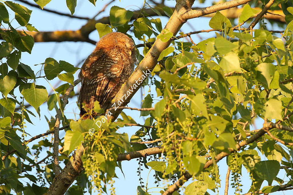 Chouette hulottejuvénile