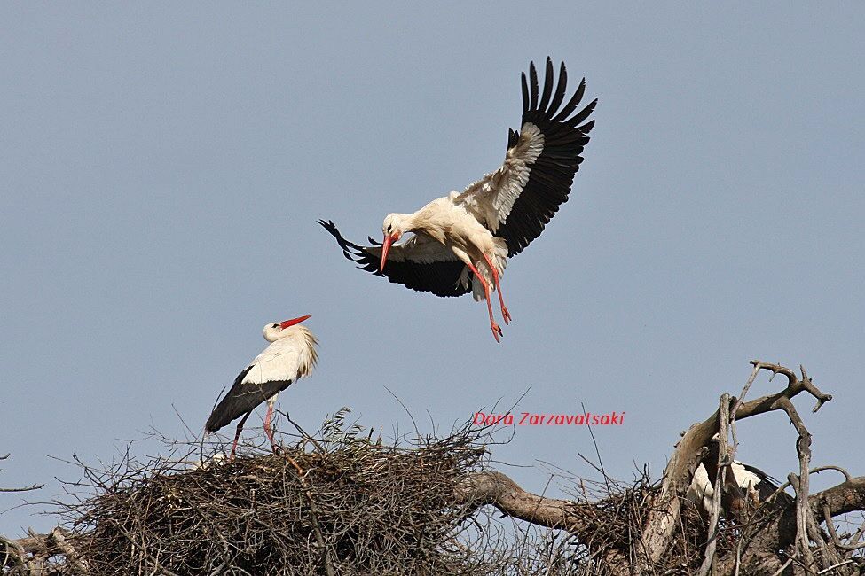 White Stork