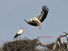 White Stork