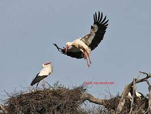 Cigogne blanche