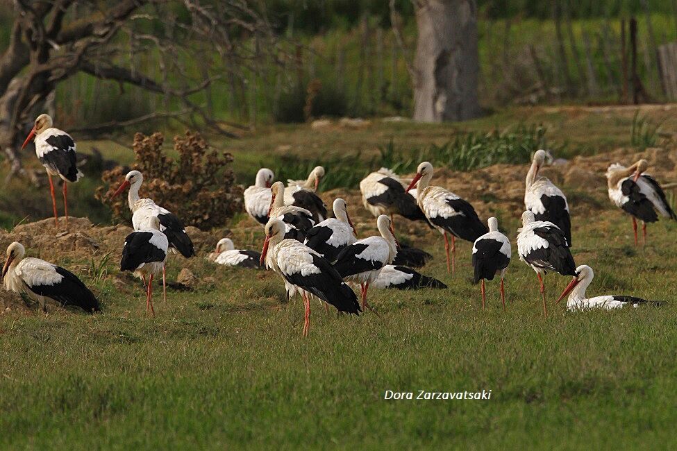 Cigogne blanche