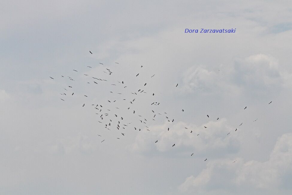 White Stork