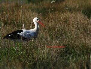 Cigogne blanche