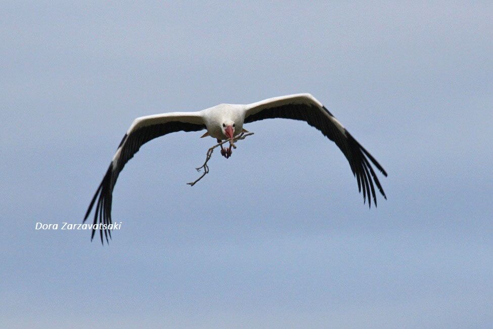 Cigogne blanche