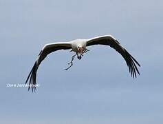 White Stork