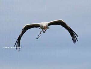 Cigogne blanche