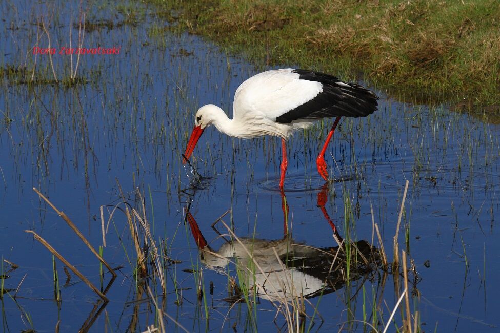 Cigogne blanche