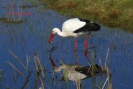 Cigogne blanche