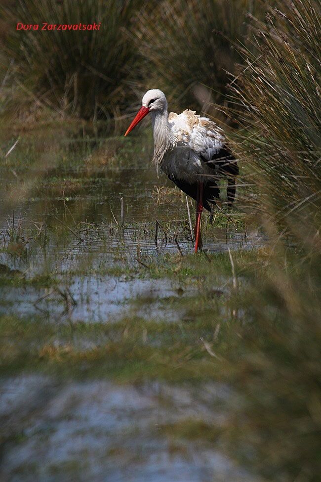 Cigogne blanche