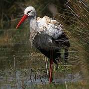 Cigogne blanche