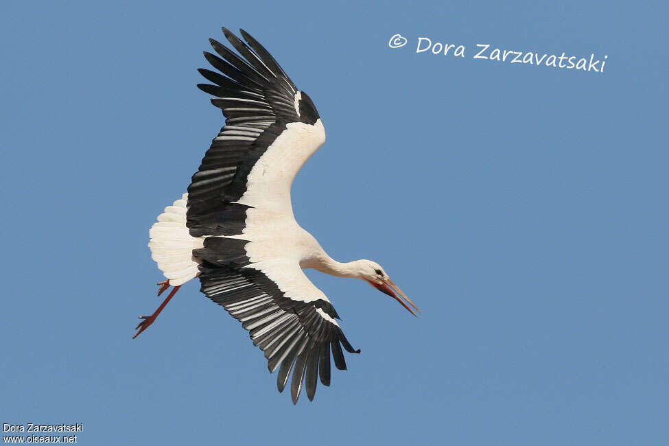 Cigogne blancheadulte, composition, pigmentation, Vol