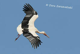 White Stork