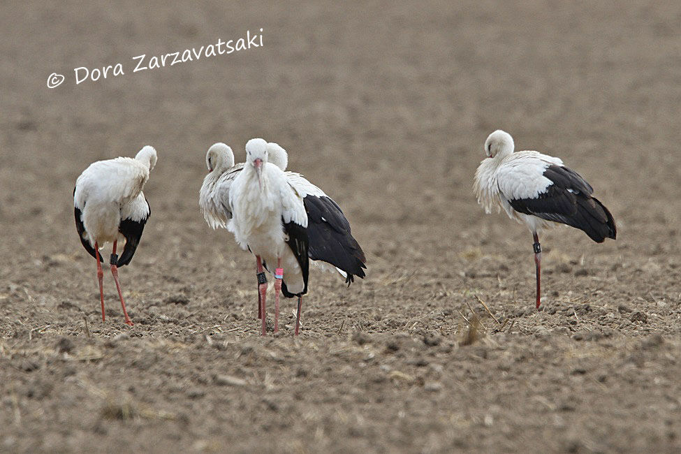 White Stork