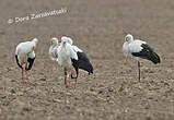 Cigogne blanche