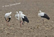 Cigogne blanche