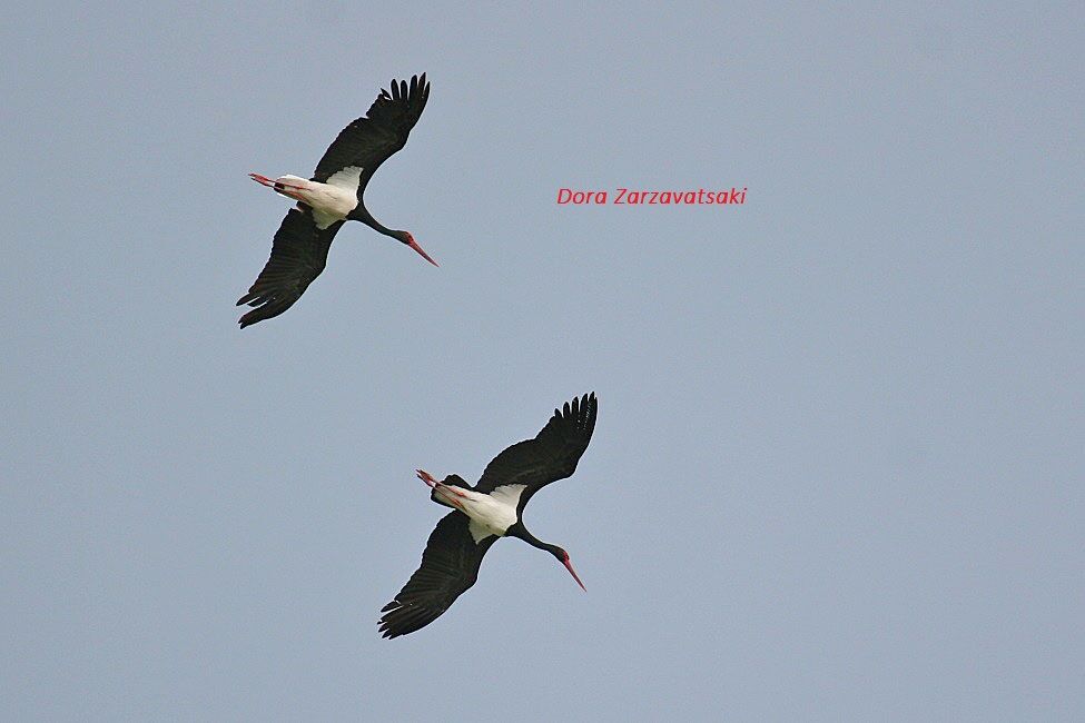 Cigogne noire adulte