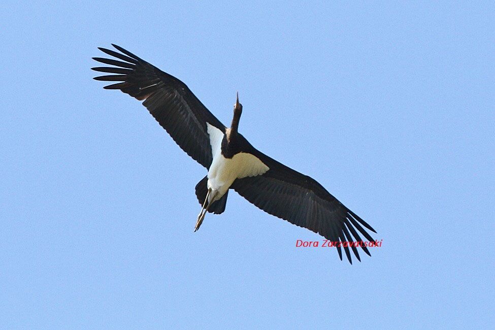 Cigogne noire1ère année