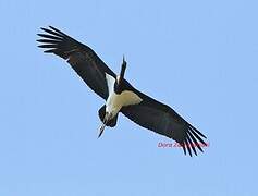 Black Stork