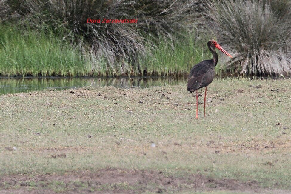 Cigogne noire