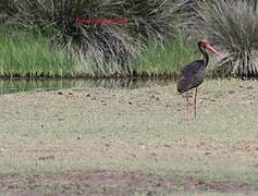 Black Stork