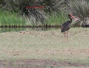 Cigogne noire