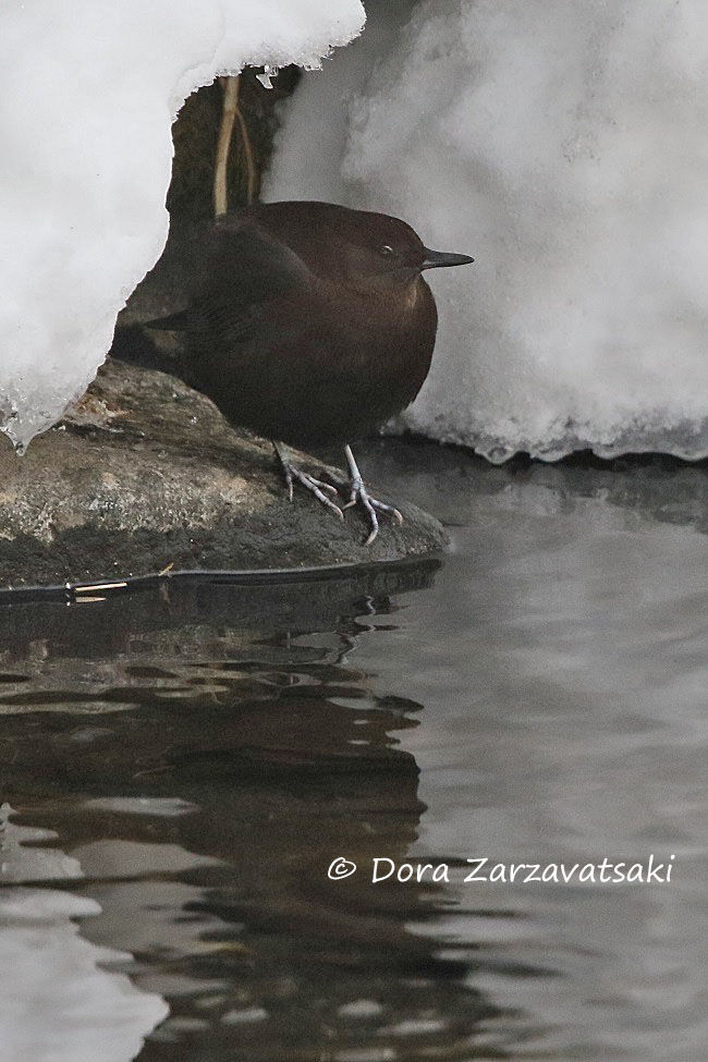 Brown Dipper