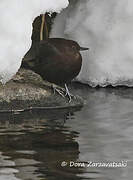 Brown Dipper