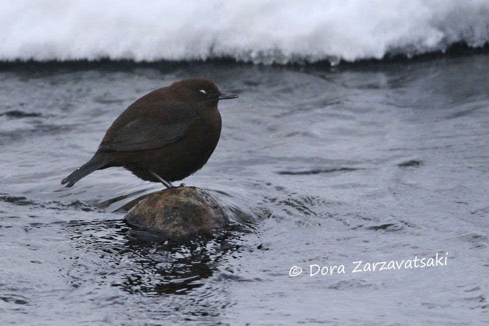 Brown Dipper