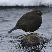 Brown Dipper