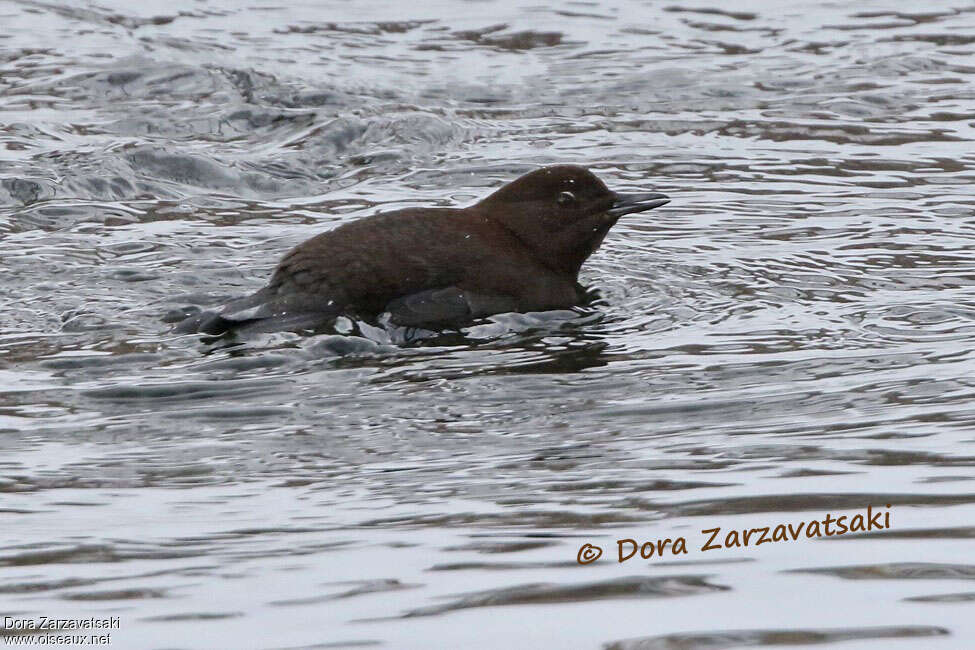 Brown Dipperadult, fishing/hunting, Behaviour