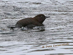 Brown Dipper