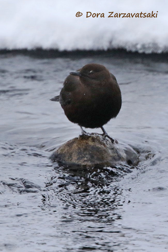 Brown Dipper