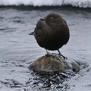 Brown Dipper