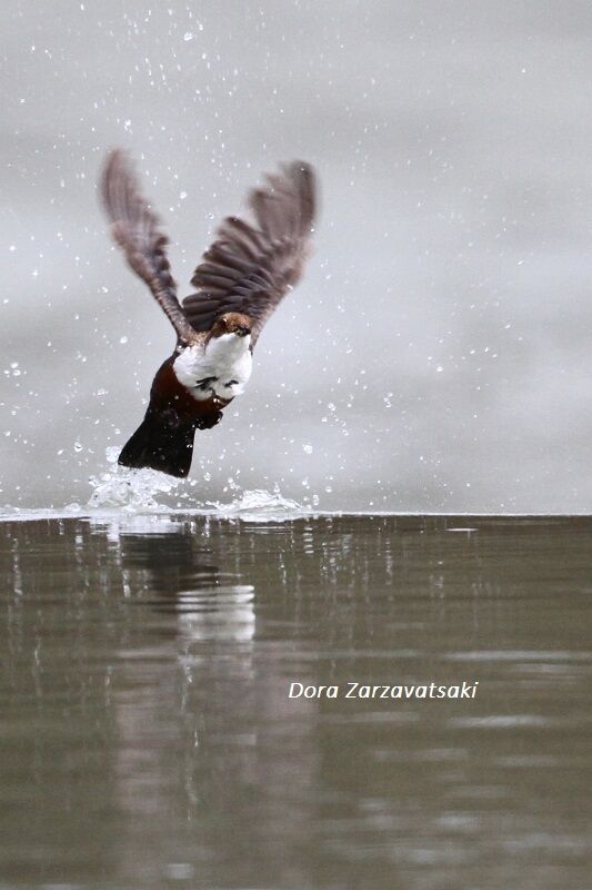 White-throated Dipper