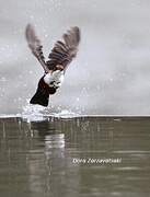 White-throated Dipper