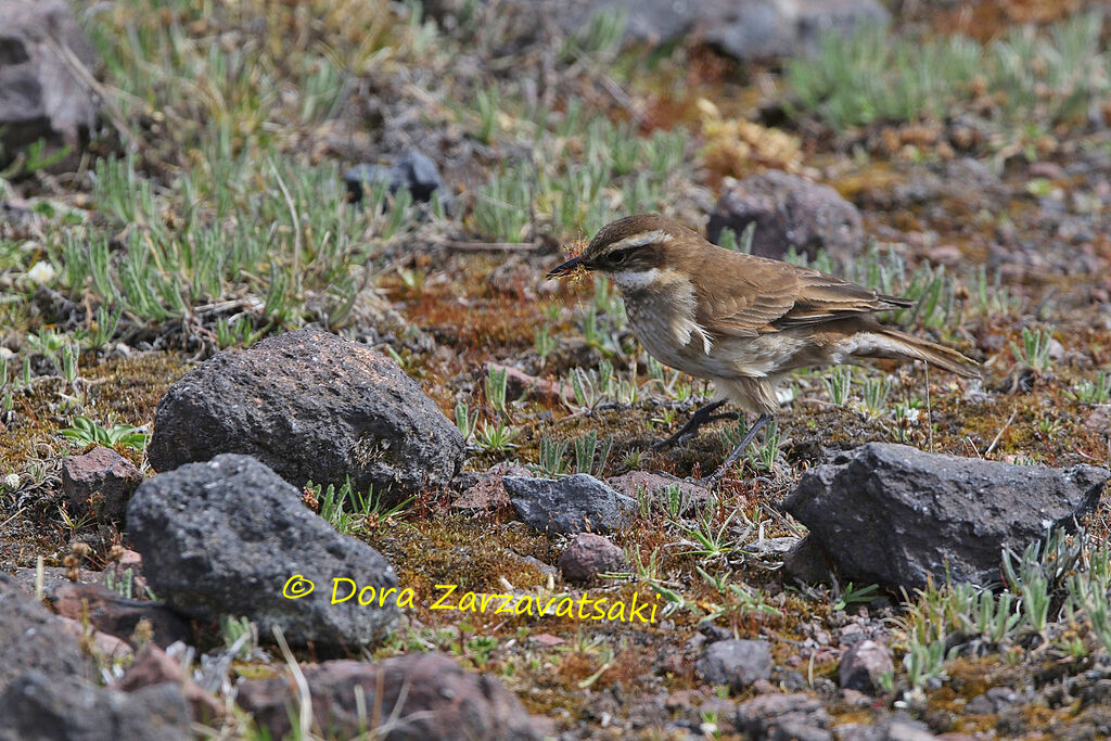 Chestnut-winged Cinclodesadult, identification