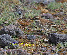 Chestnut-winged Cinclodes