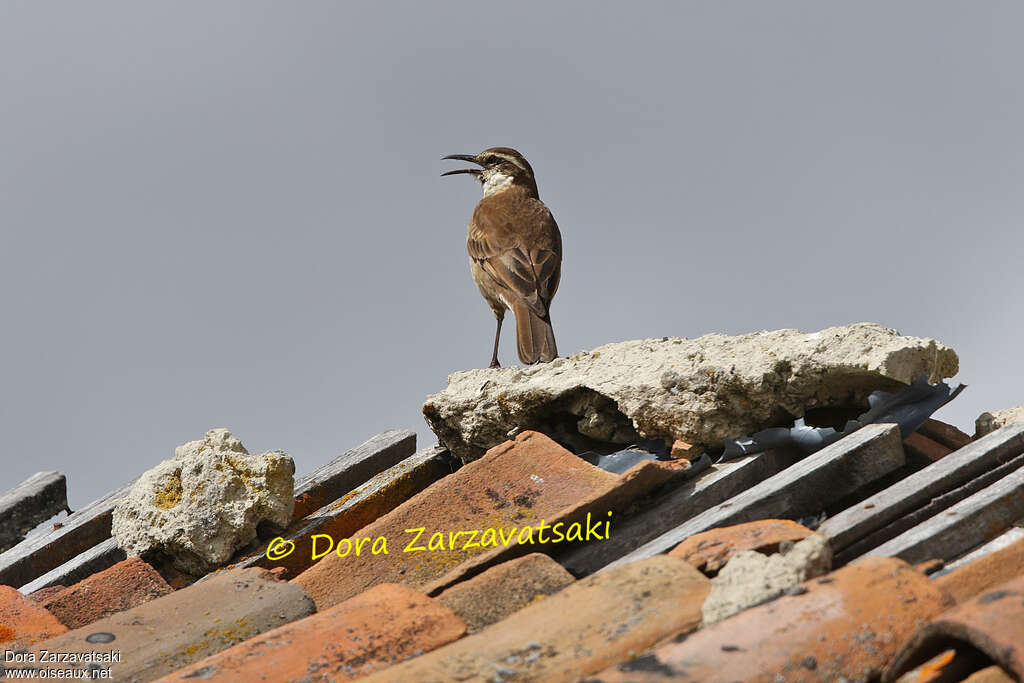 Cinclode du paramoadulte, habitat, chant