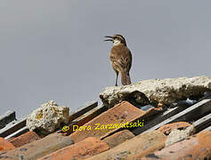 Stout-billed Cinclodes