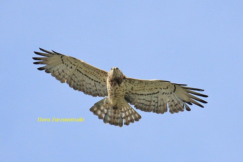 Short-toed Snake Eagle